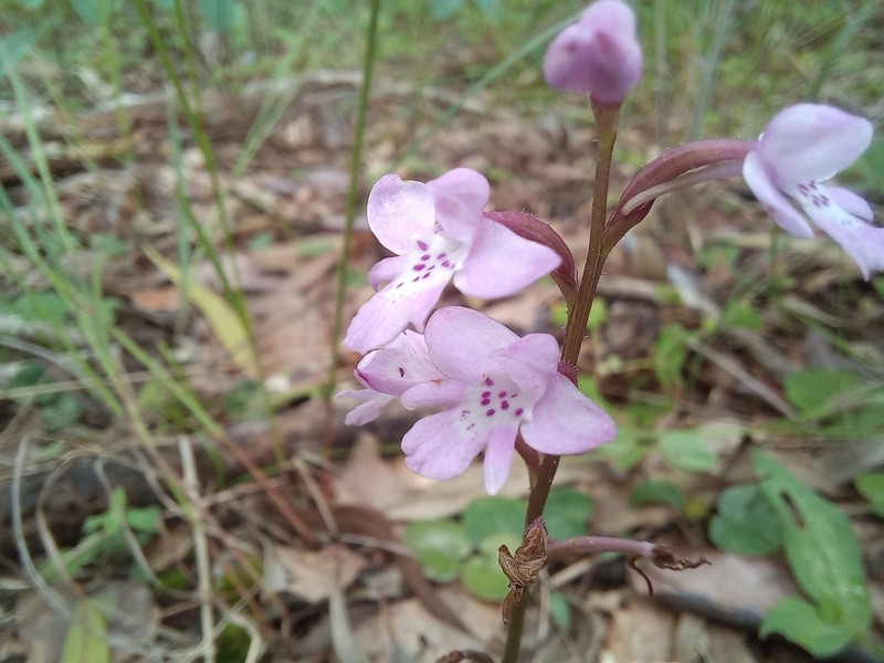 Cynorkis debilis photo 8