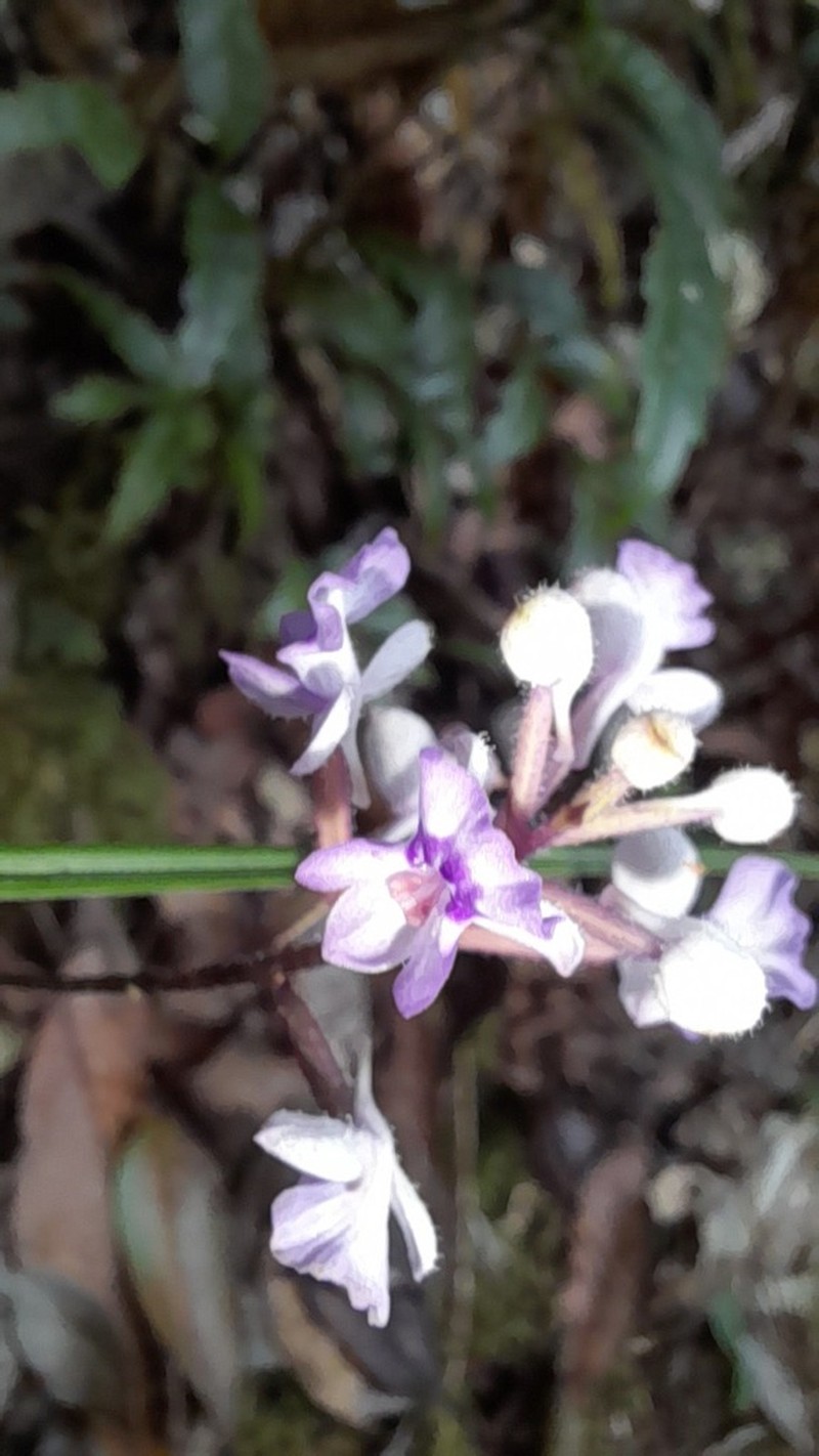 Cynorkis discolor