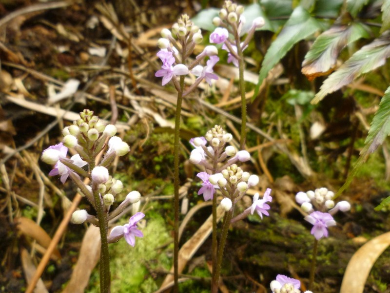 Cynorkis discolor photo 2