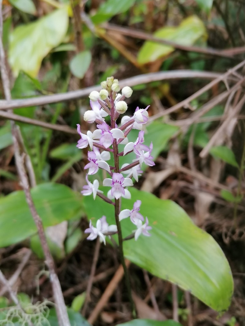 Cynorkis discolor photo 3