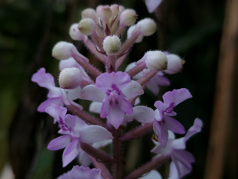 Cynorkis discolor photo 4