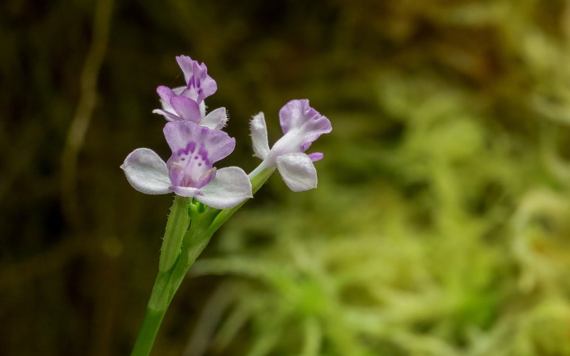 Cynorkis discolor photo 6