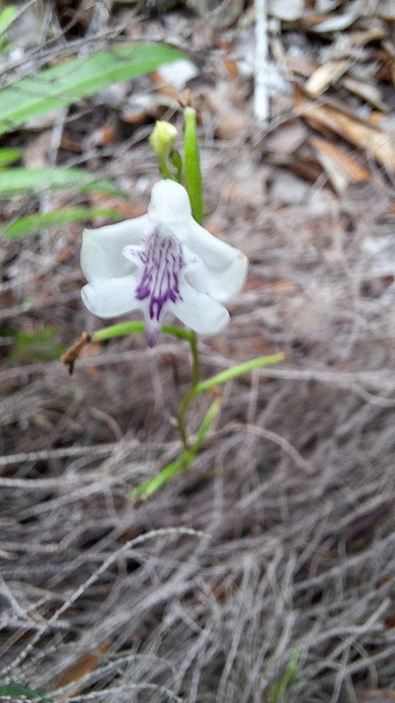 Cynorkis elegans