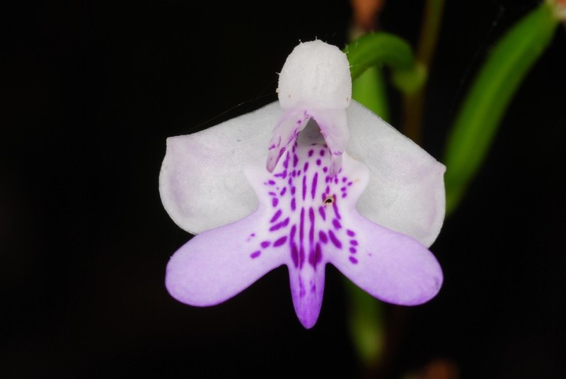 Cynorkis elegans photo 3