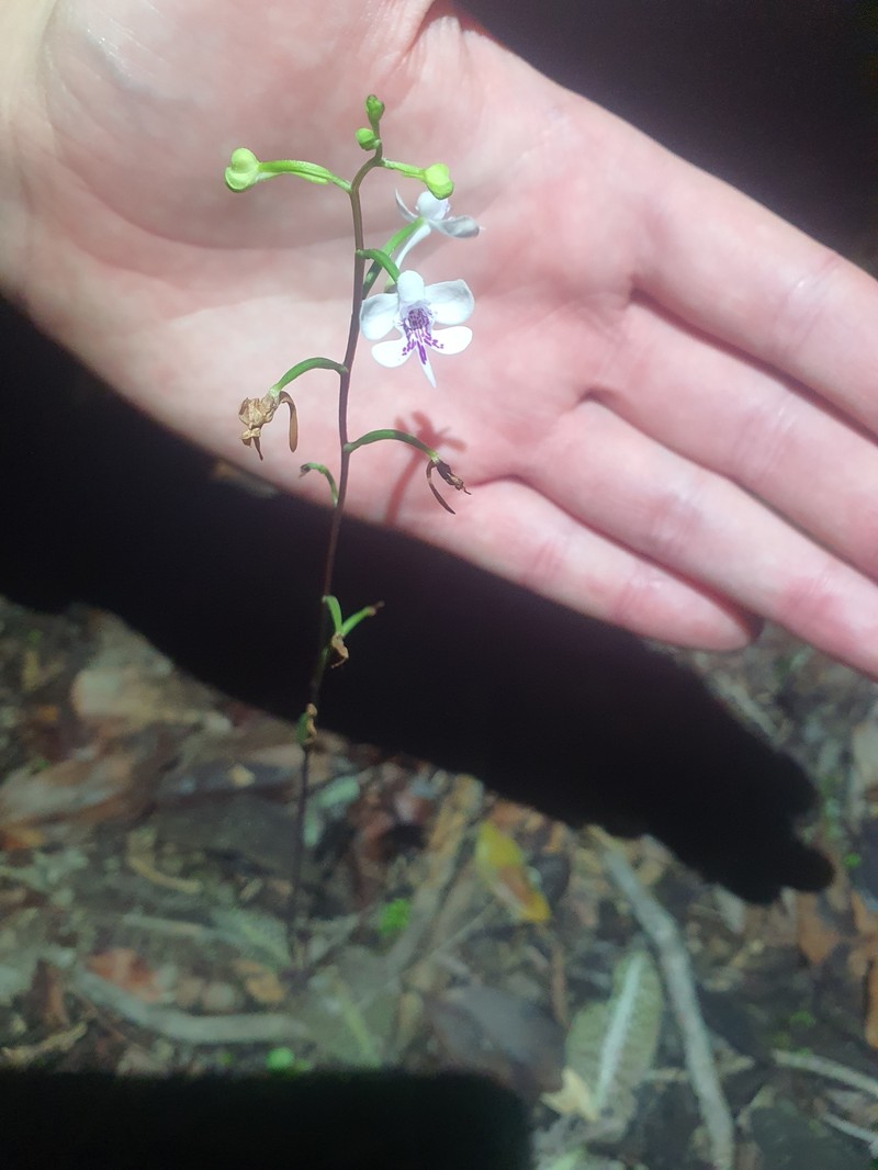 Cynorkis elegans photo 5