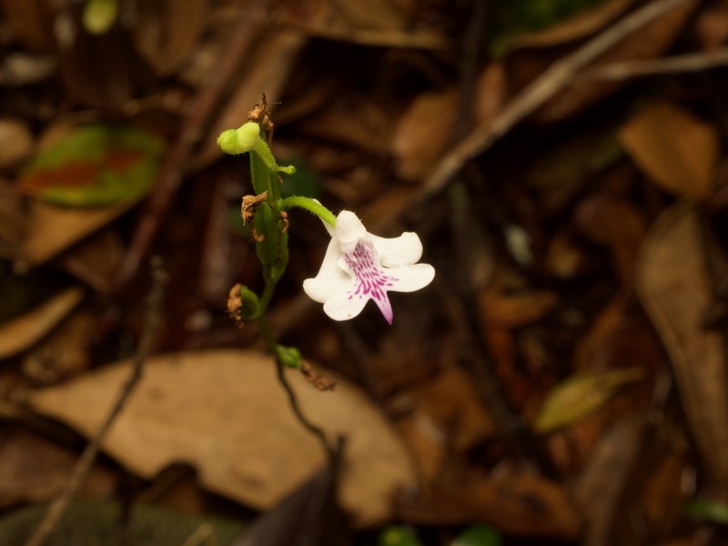 Cynorkis elegans photo 6