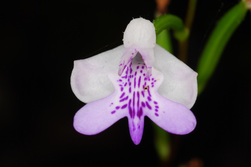 Cynorkis elegans photo 7