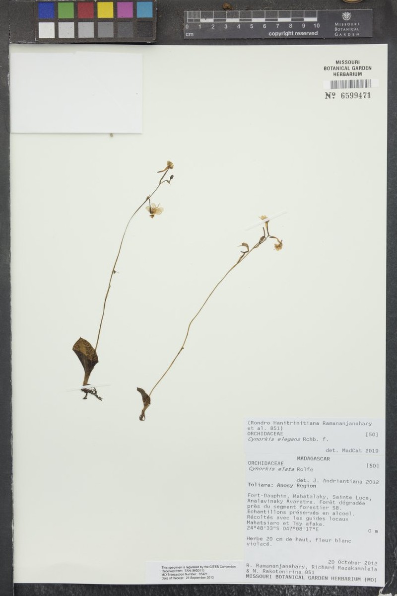 Cynorkis elegans photo 8
