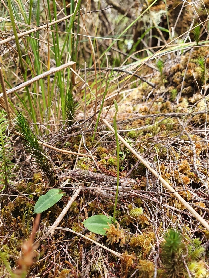 Cynorkis falcata