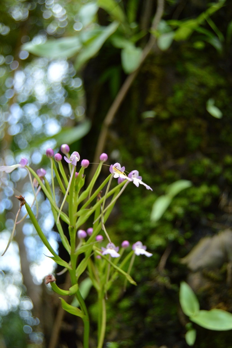 Cynorkis fastigiata