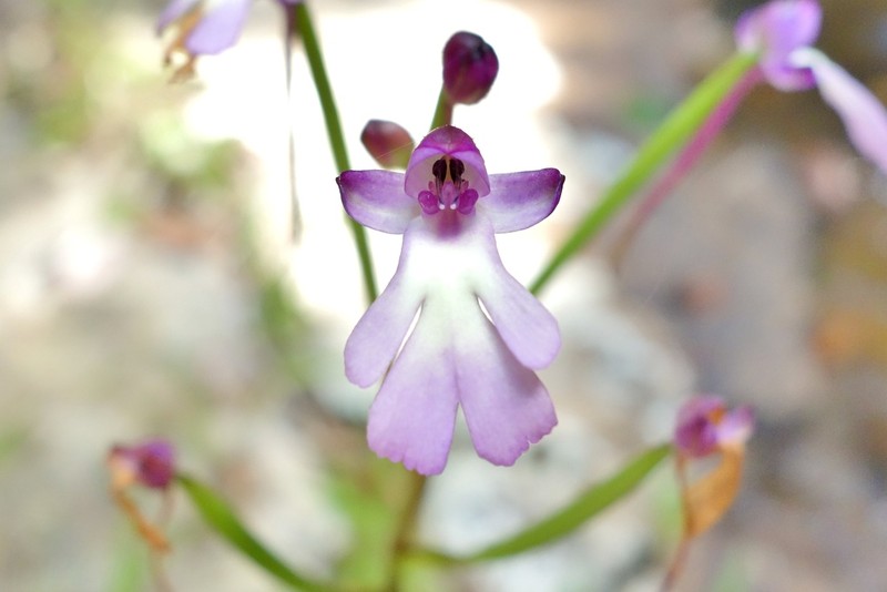 Cynorkis fastigiata photo 2