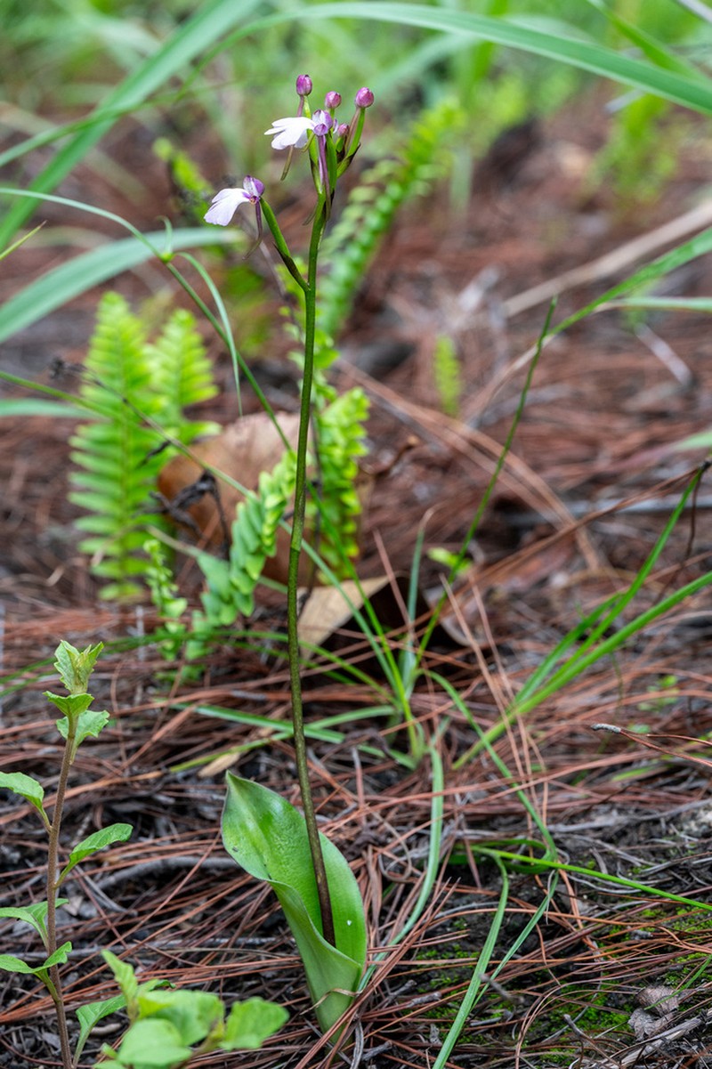 Cynorkis fastigiata photo 3