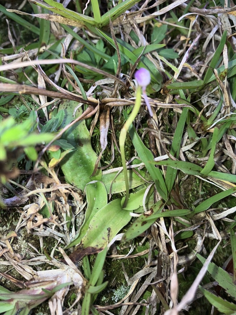 Cynorkis fastigiata photo 4