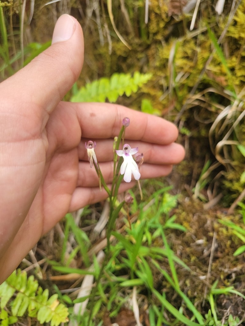 Cynorkis fastigiata photo 5