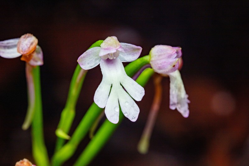 Cynorkis fastigiata photo 7