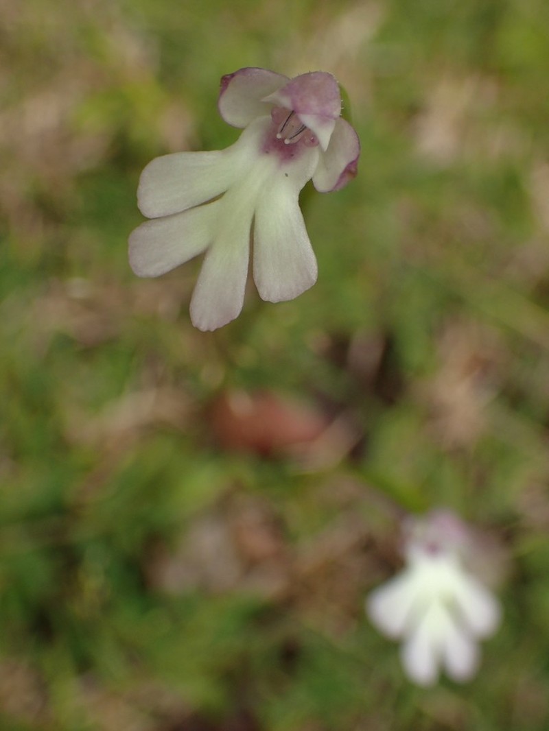Cynorkis fastigiata photo 8