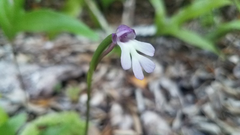 Cynorkis fastigiata var. fastigiata