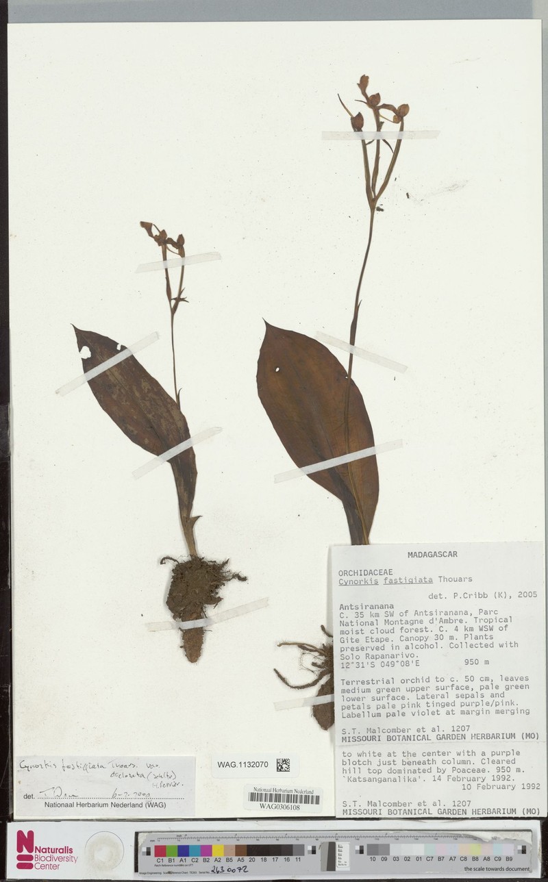 Cynorkis fastigiata var. fastigiata photo 2