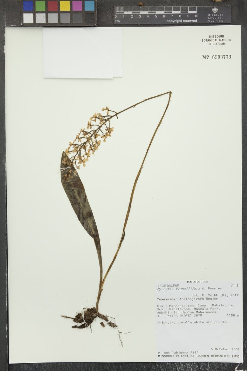 Cynorkis flabellifera