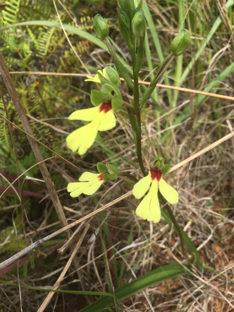 Cynorkis flexuosa