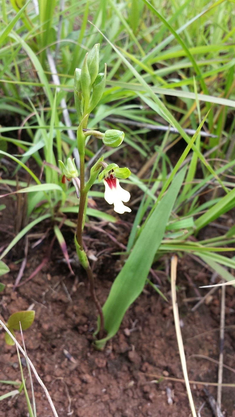 Cynorkis flexuosa photo 2