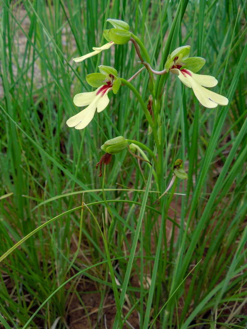 Cynorkis flexuosa photo 3