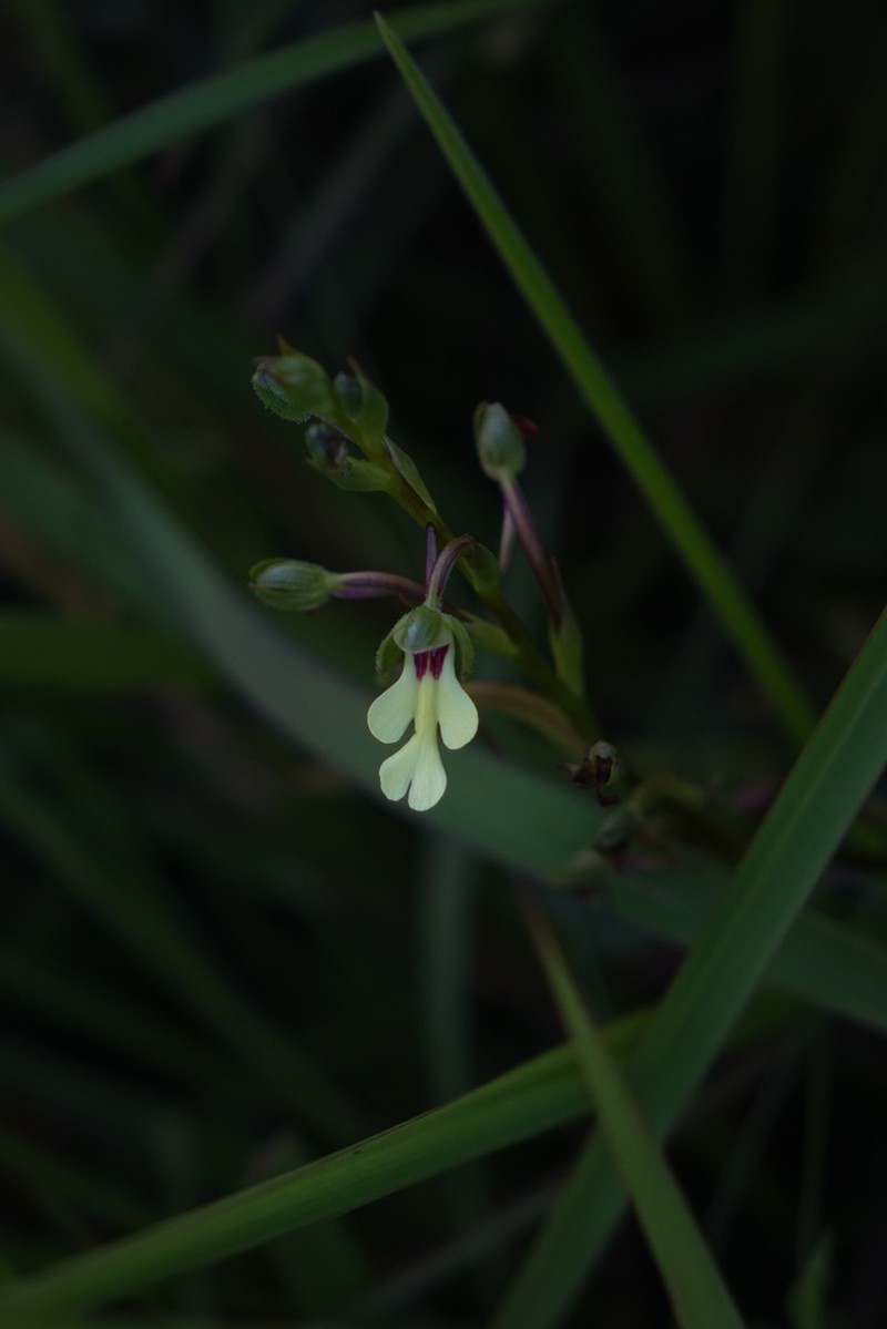 Cynorkis flexuosa photo 4