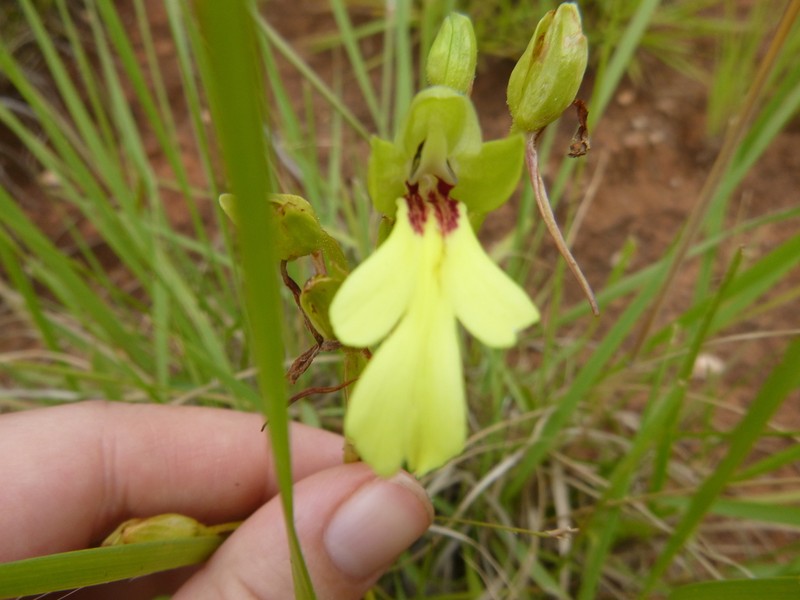 Cynorkis flexuosa photo 5