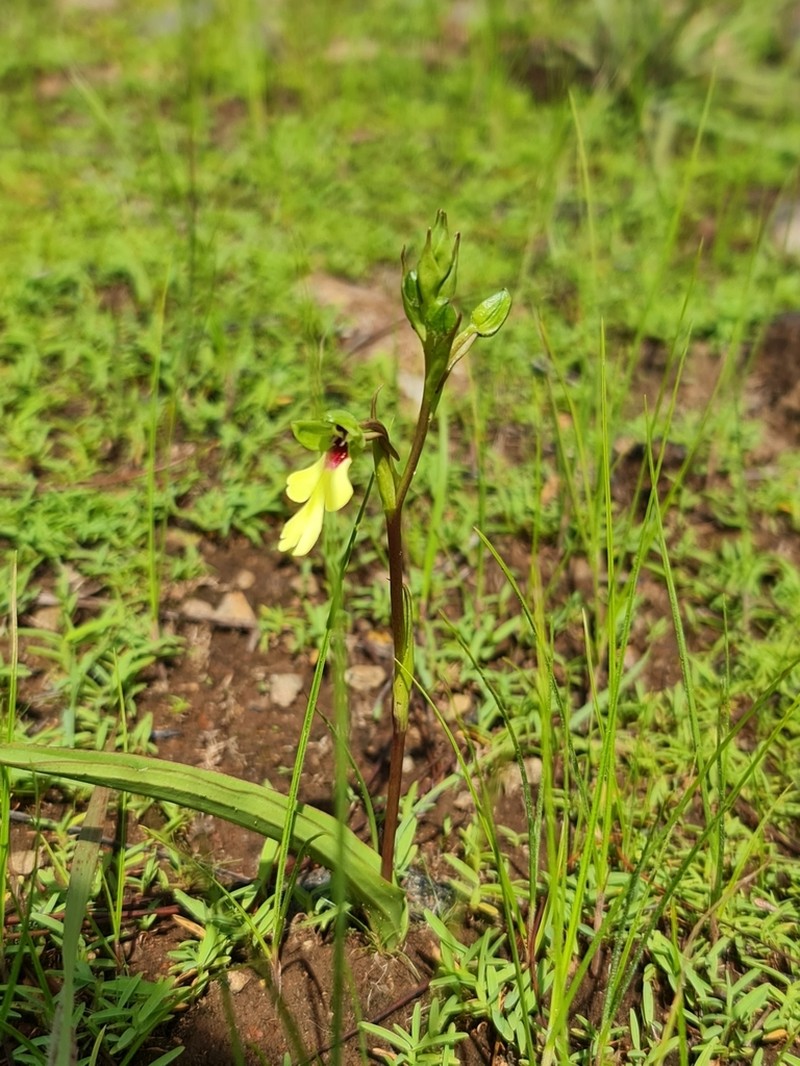 Cynorkis flexuosa photo 6