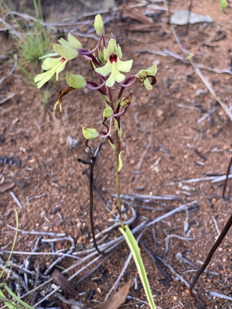 Cynorkis flexuosa photo 8