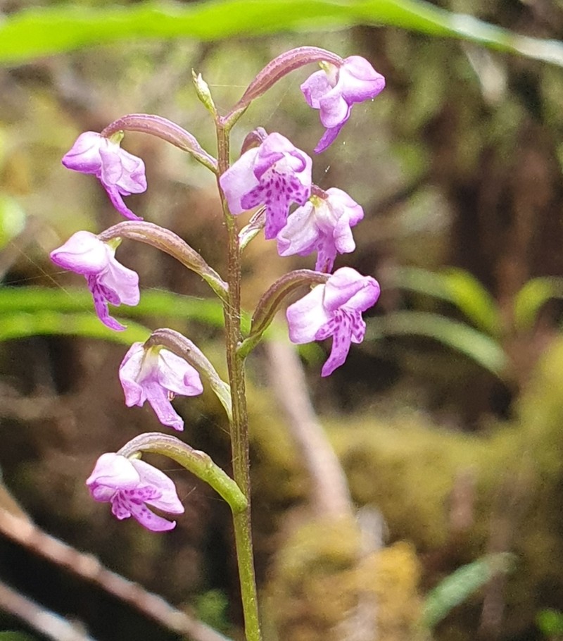 Cynorkis flexuosatis