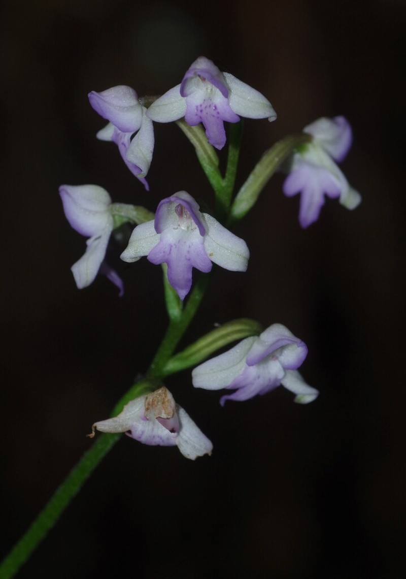 Cynorkis flexuosatis photo 2