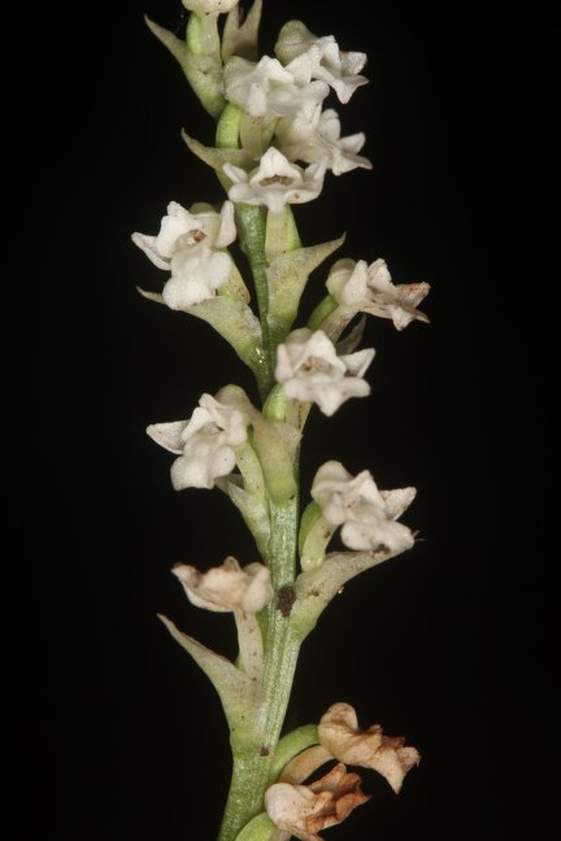 Cynorkis gabonensis