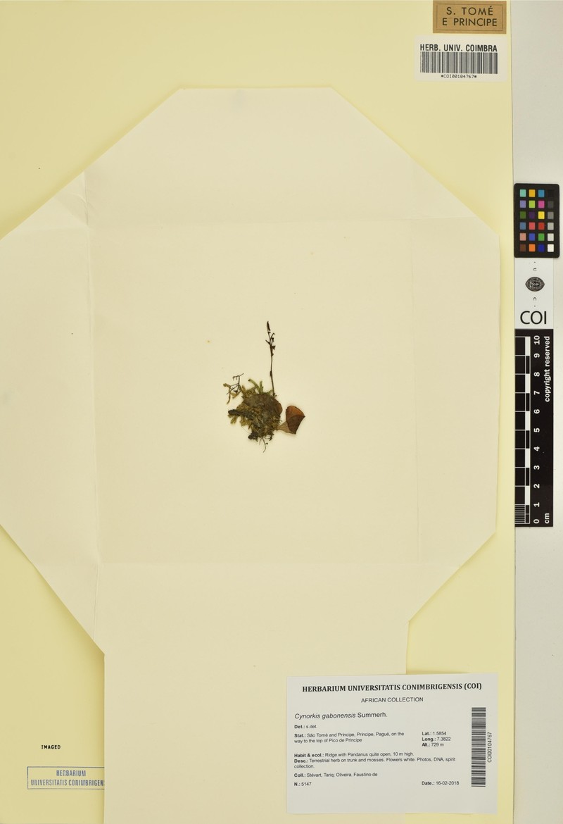 Cynorkis gabonensis photo 2