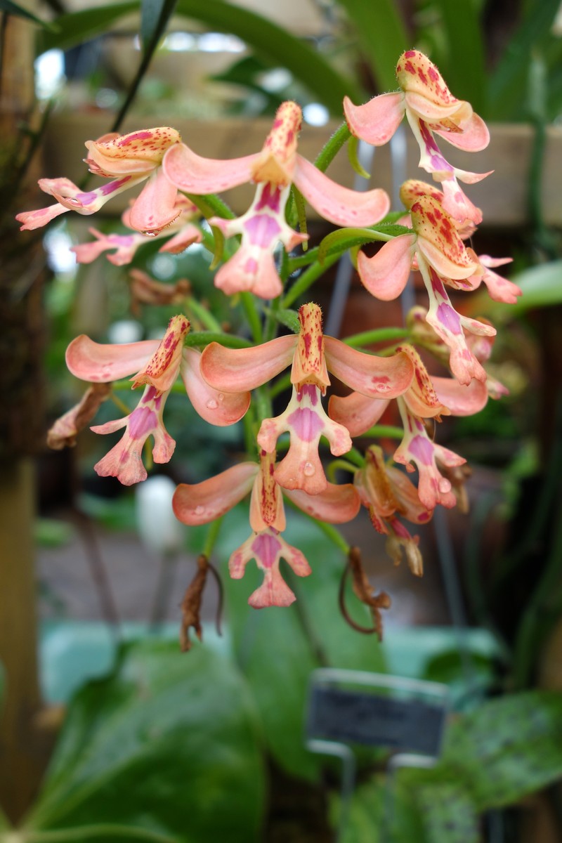 Cynorkis gibbosa