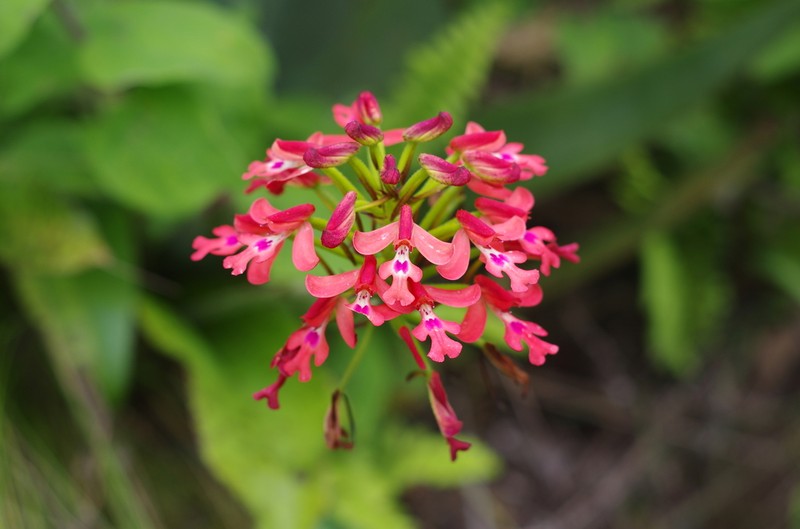 Cynorkis gibbosa photo 2