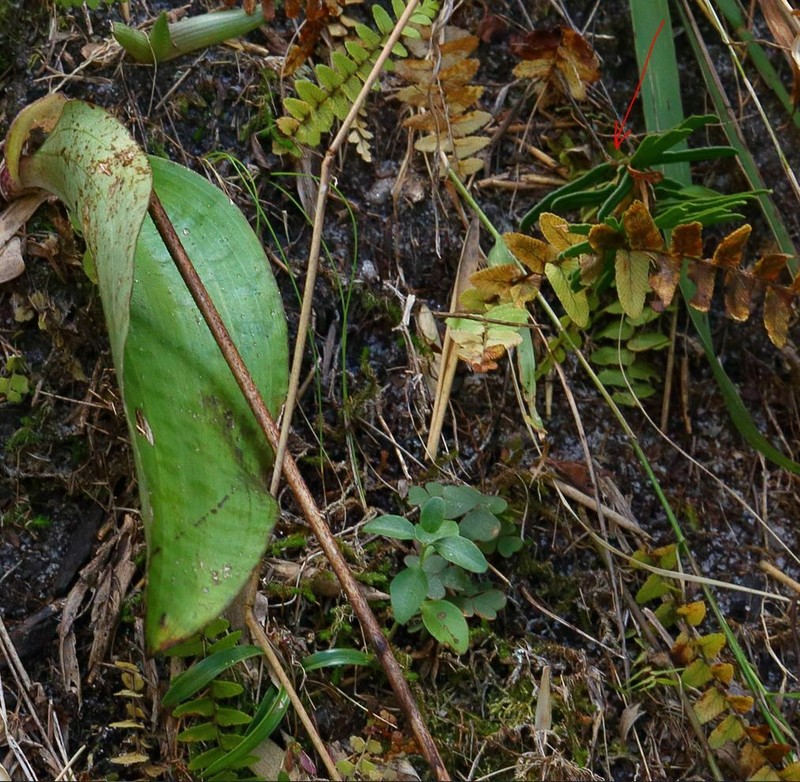 Cynorkis gibbosa photo 3