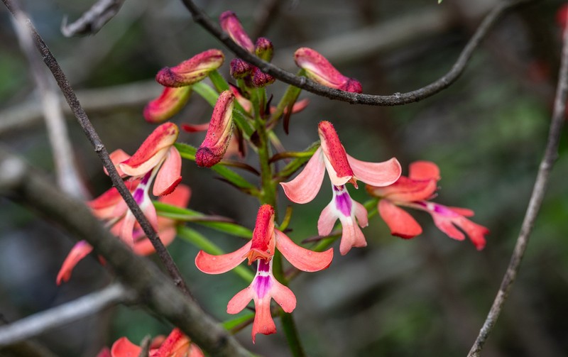 Cynorkis gibbosa photo 4
