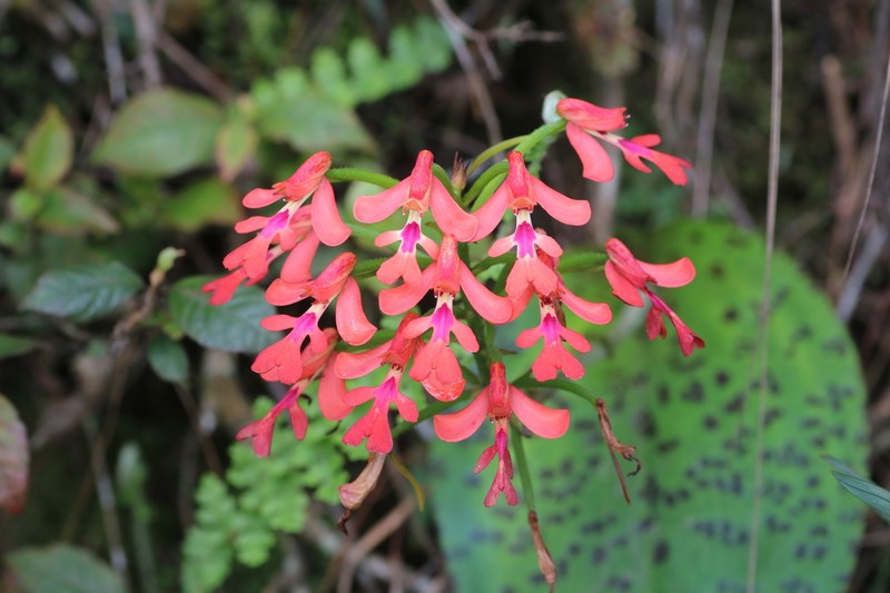 Cynorkis gibbosa photo 5