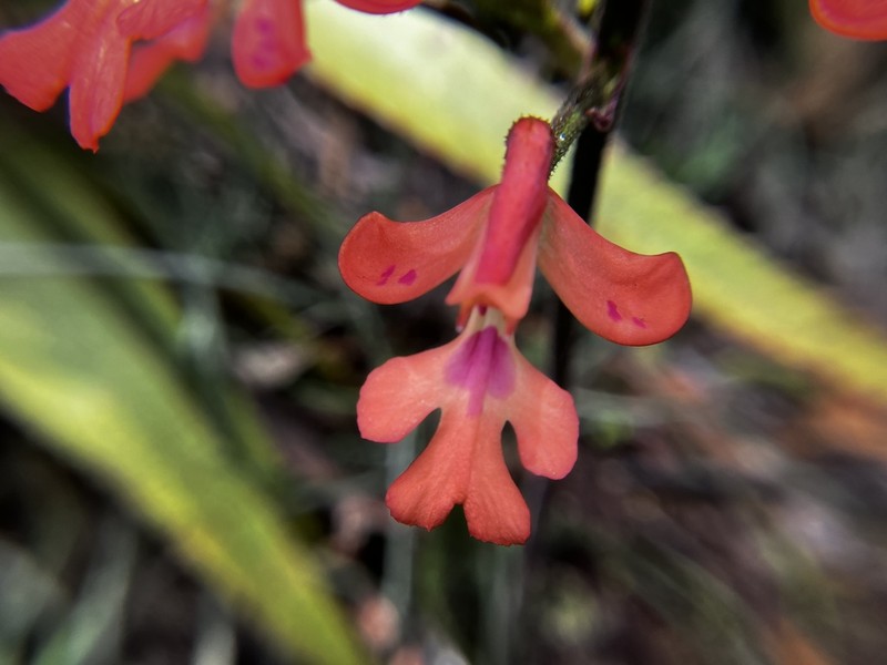 Cynorkis gibbosa photo 6