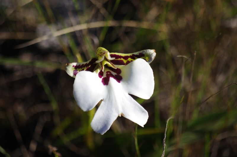 Cynorkis gigas