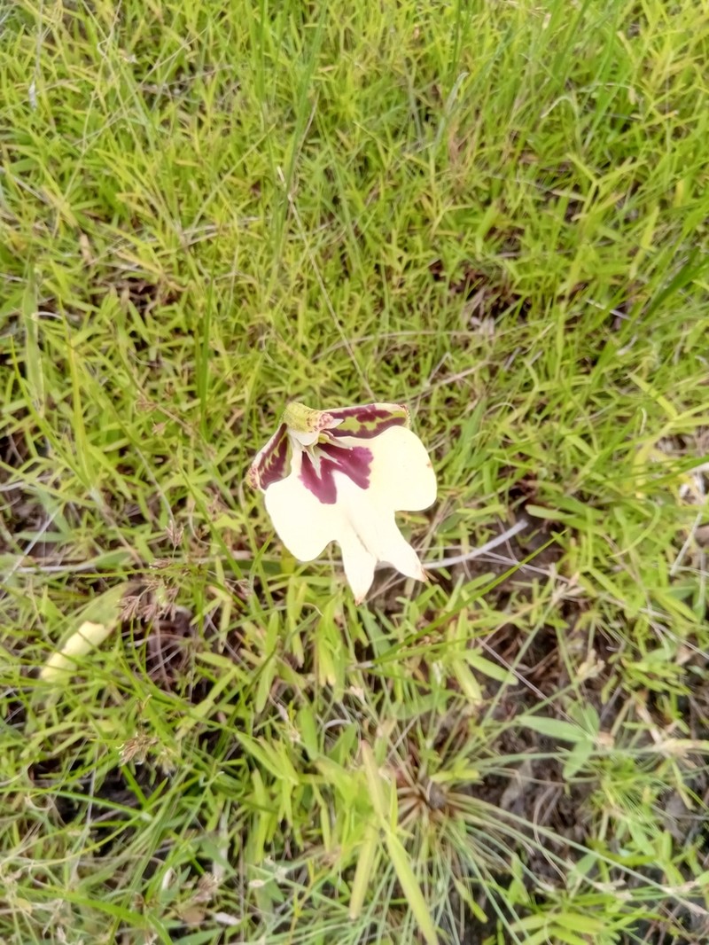 Cynorkis gigas photo 2