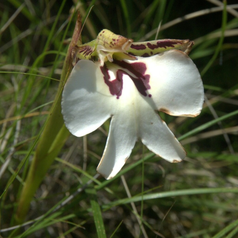 Cynorkis gigas photo 4