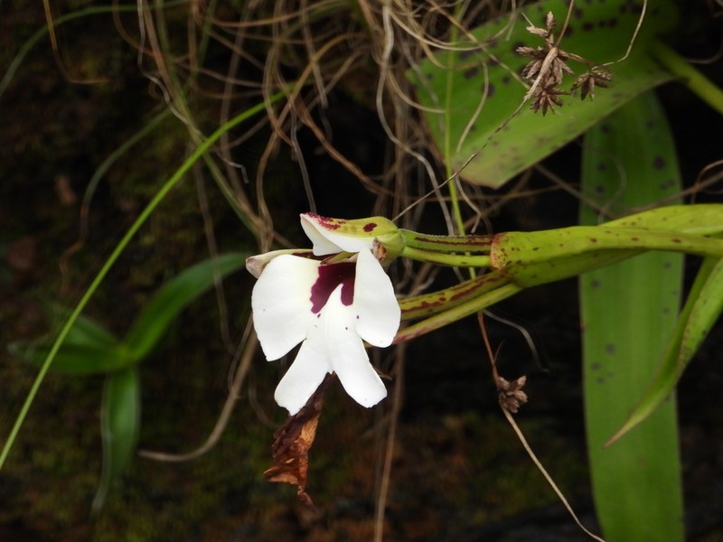 Cynorkis gigas photo 5