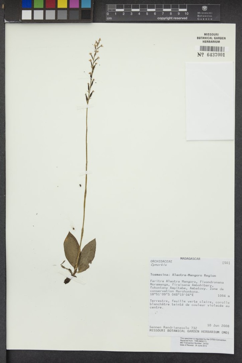 Cynorkis globifera photo 2