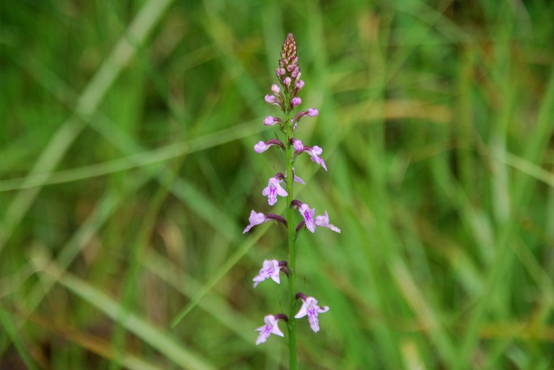 Cynorkis graminea
