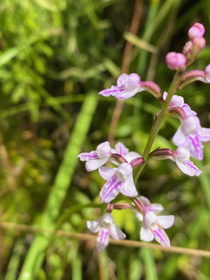Cynorkis graminea photo 2