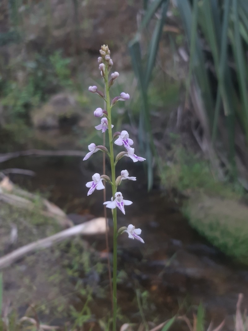 Cynorkis graminea photo 3