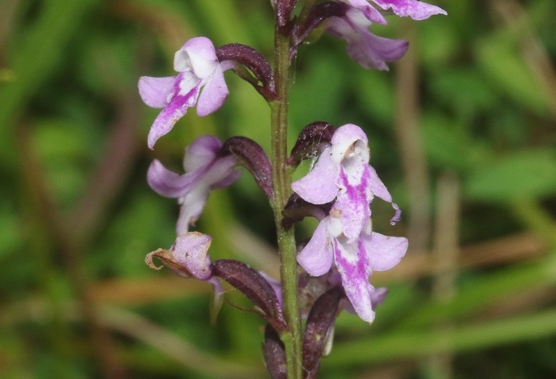 Cynorkis graminea photo 4