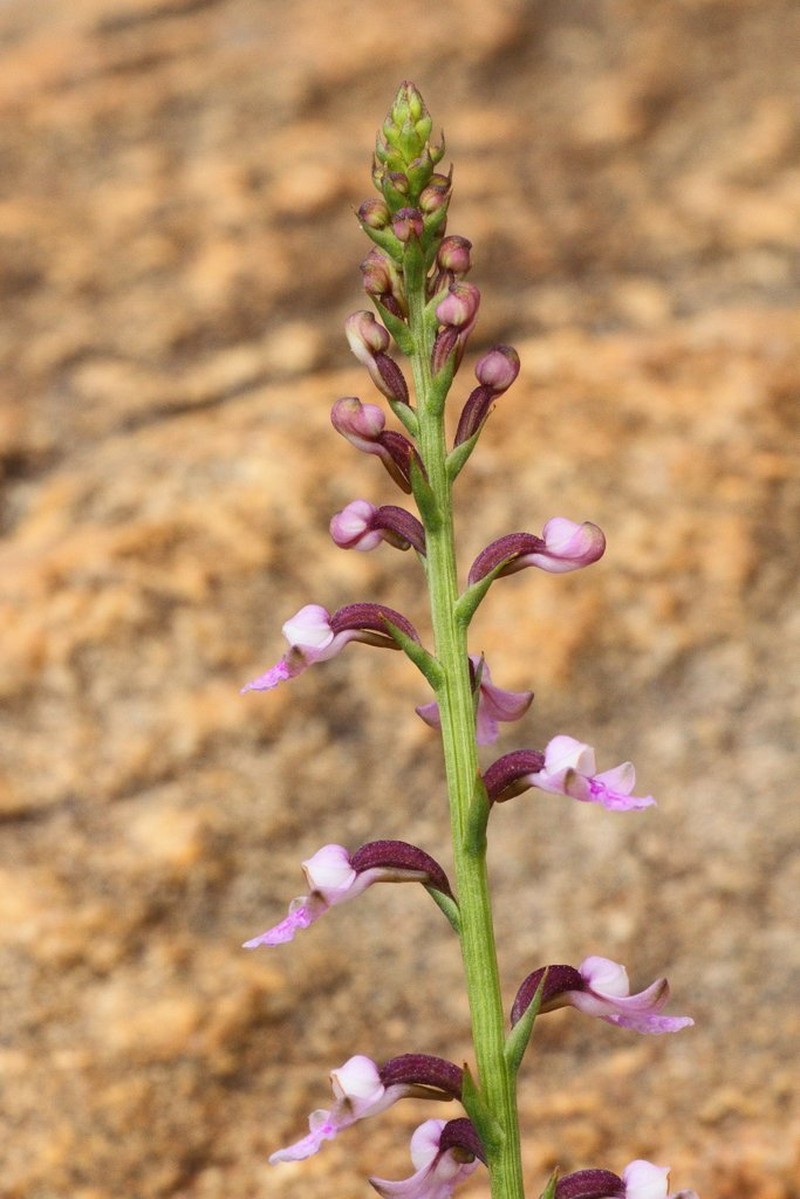 Cynorkis graminea photo 5